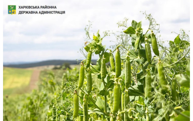 Аграрії Харківського району розпочали збір сільськогосподарських культур нового врожаю